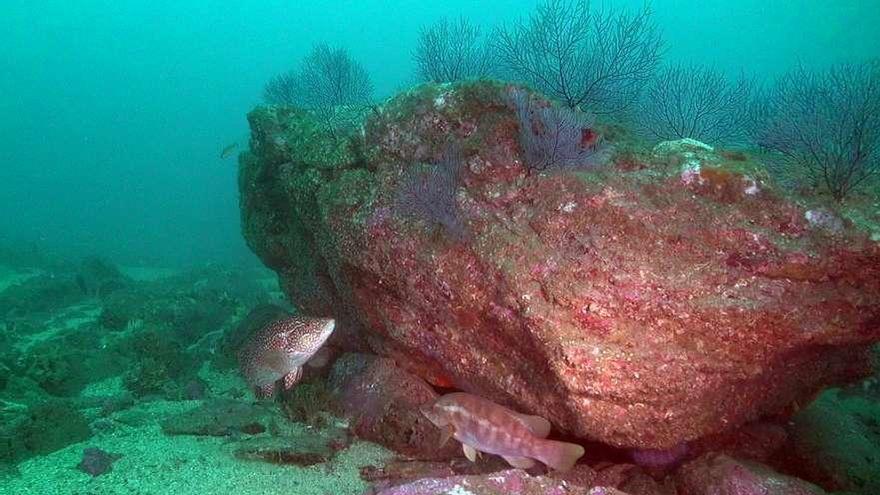 Un pinto y una maragota, juntos, en los fondos del archipiélago de Cíes, // Jorge H. Urcera/Bioimaxe