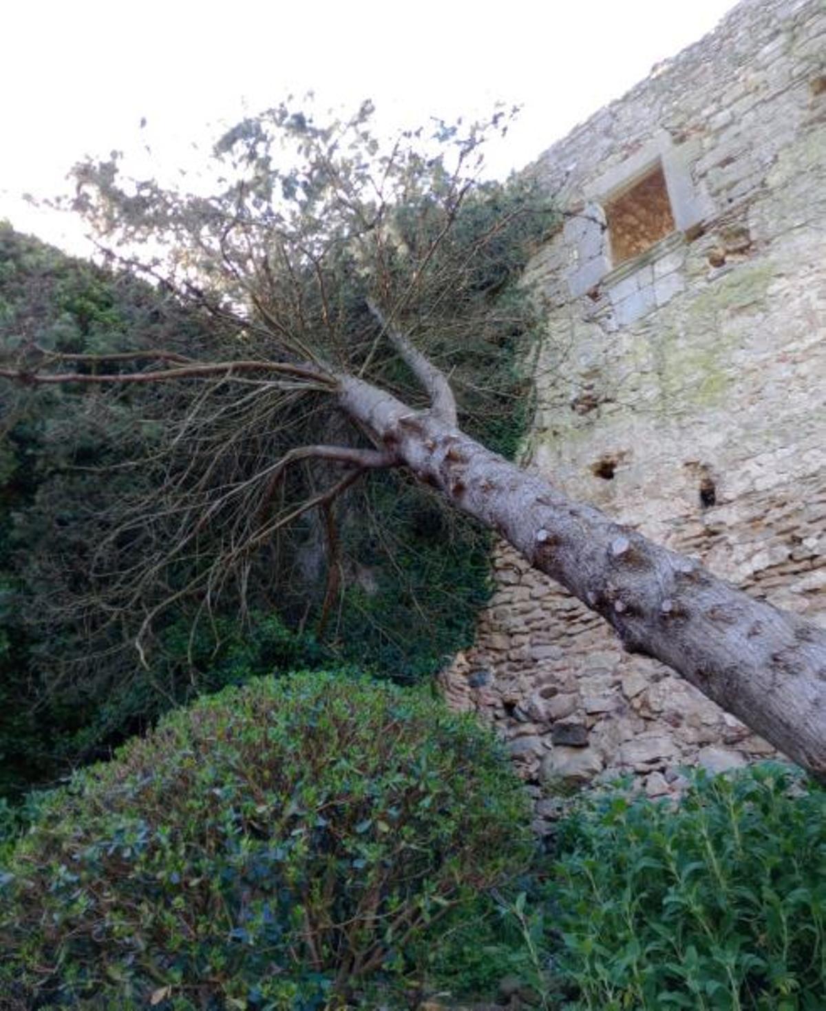 Un xiprer d'Arizona sobre la muralla.