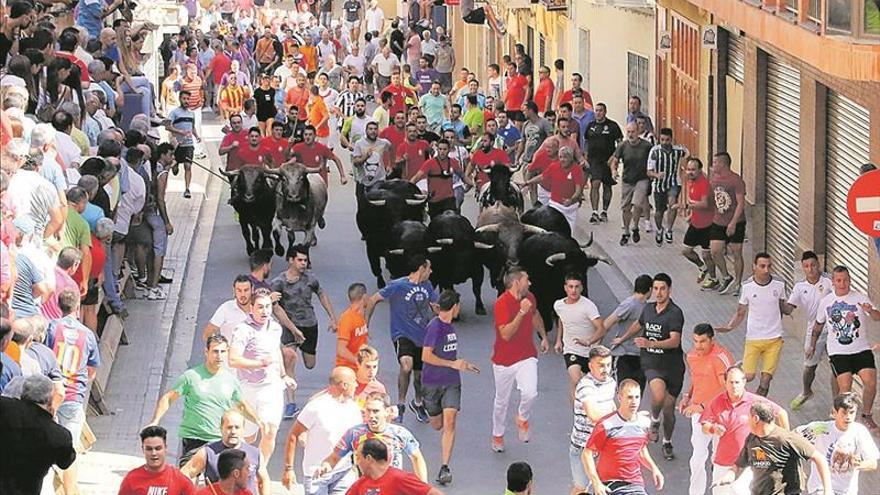 L&#039;Alcora exhibirá en fiestas 17 toros y recupera el encierro de cerriles