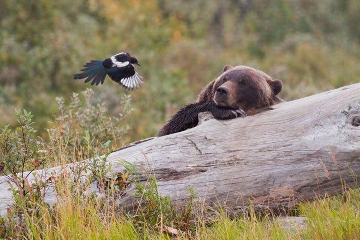 Un oso Grizzly observa el vuelo de una urraca en el Centro de Conservación de vida silvestre de Alaska.