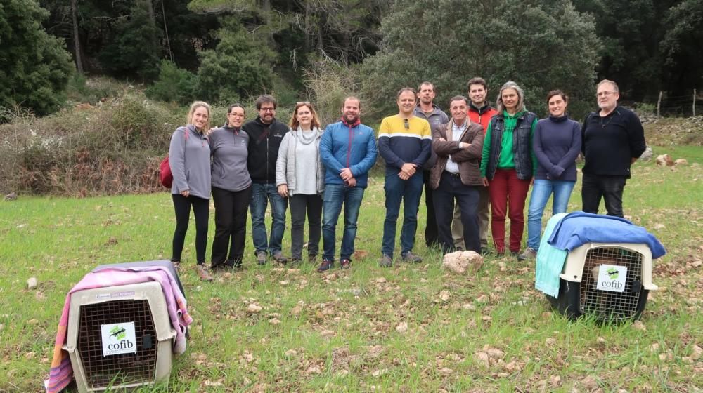 Liberan dos buitres en la finca de Binifaldó