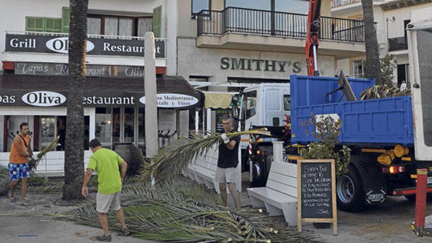 La brigada municipal retira los restos de la palmera que ayer cayó en el puerto de Cala Bona.