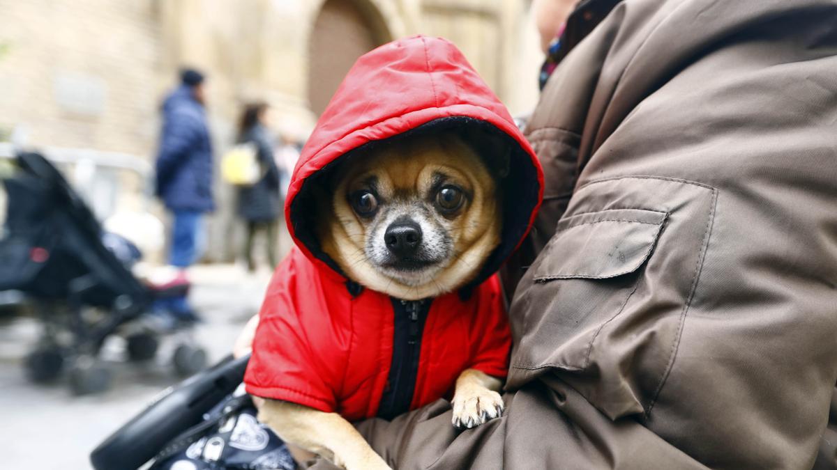 Un perro abrigado ha sido bendecido a las afueras de la iglesia de San Pablo