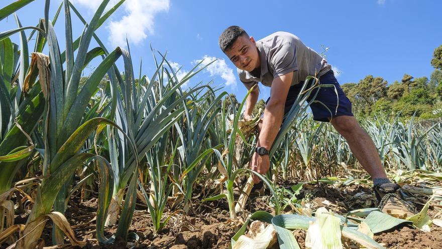 La soberanía alimentaria que asfixia a los agricultores grancanarios