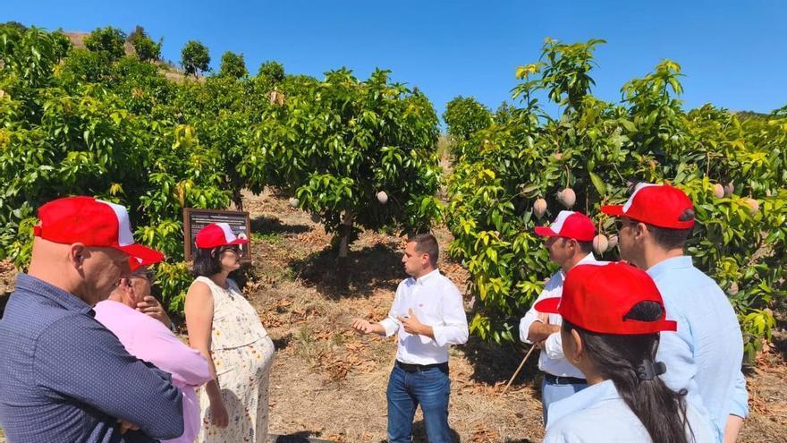La cosecha de mango en Málaga alcanzará las 40.000 toneladas pese a la caída de la producción