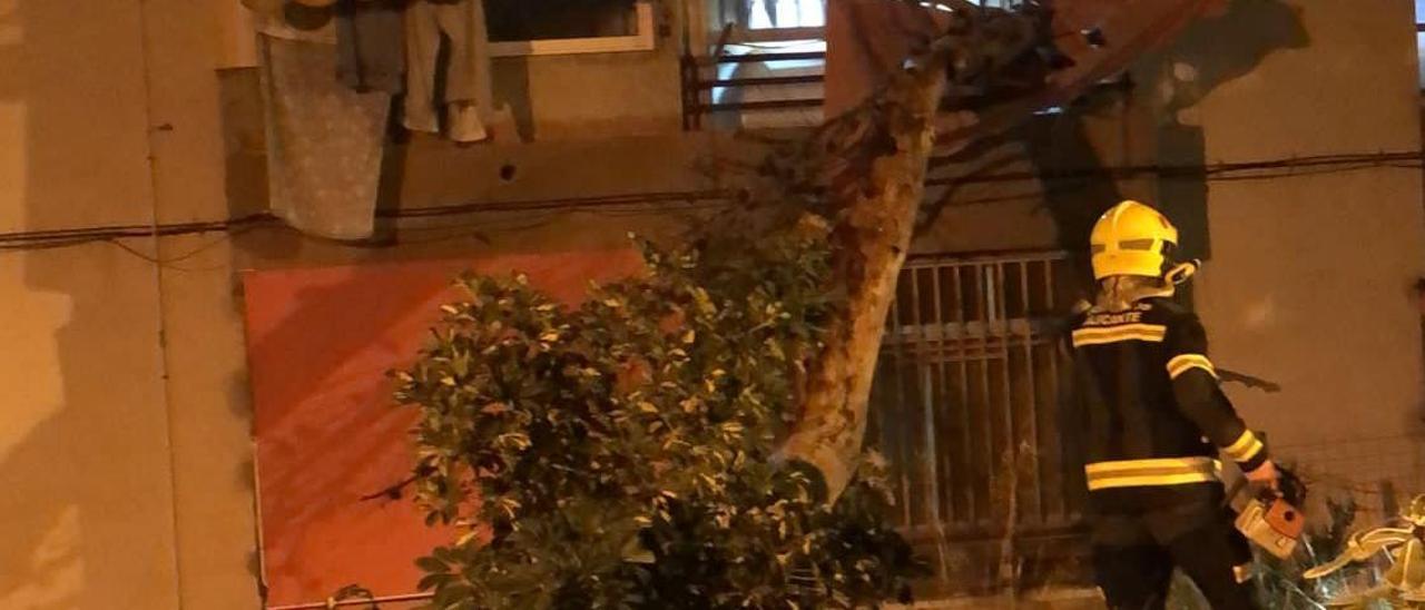 Un bombero junto a un árbol que se ha caído en la calle Orcheta a consecuencia de las fuertes rachas de viento en Alicante