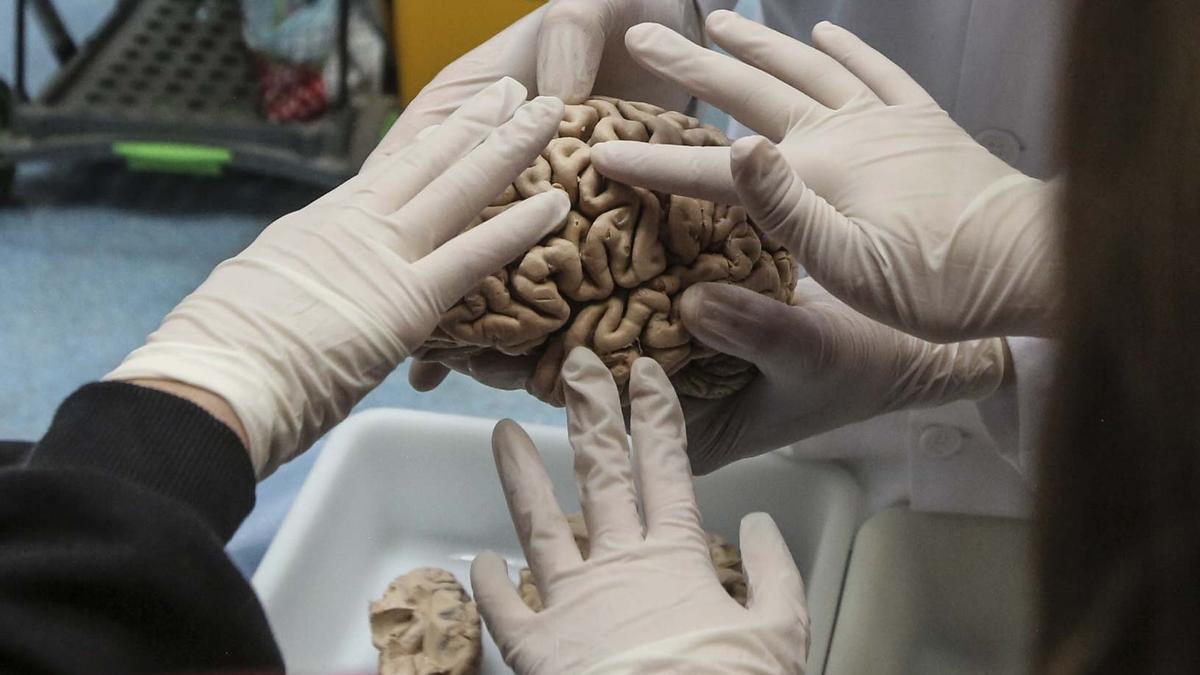 Un cerebro, en el Instituto de Neurociencias