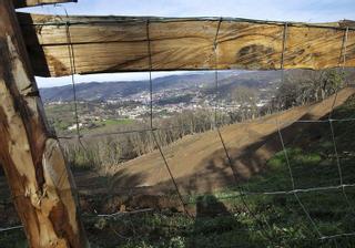 El castaño repuebla El Carbayu