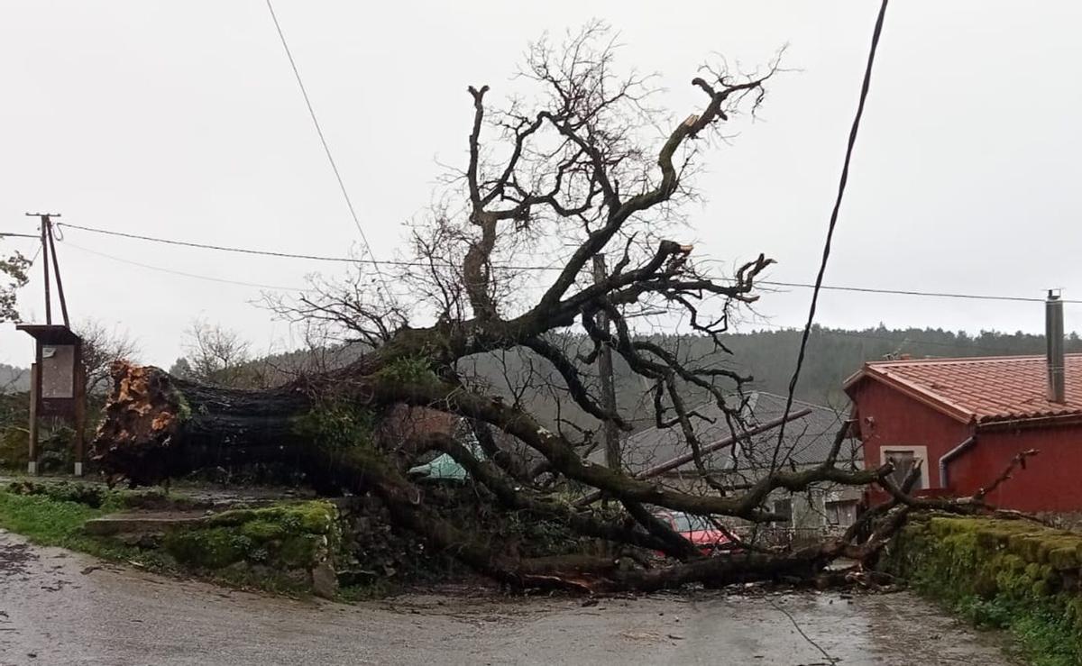 Cae un roble sobre una pista del núcleo de Muimenta |