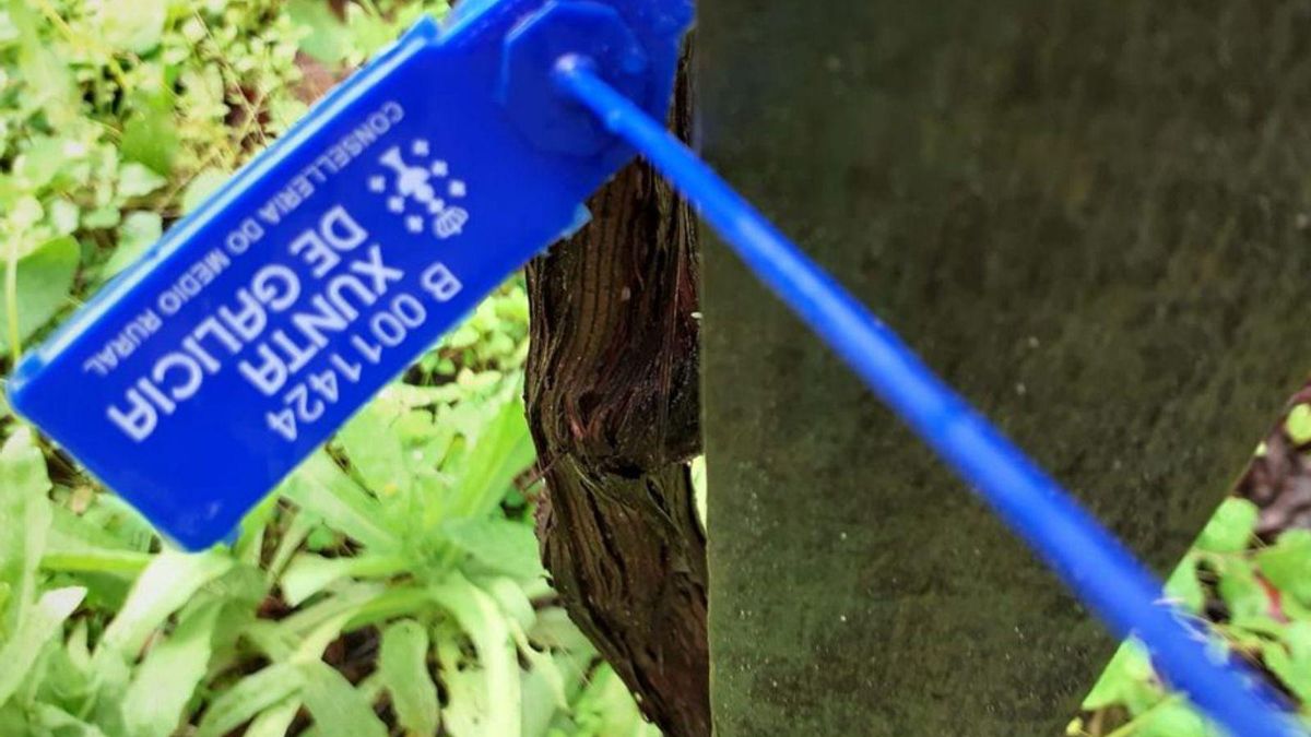 Identificación de control de plaga en una planta.