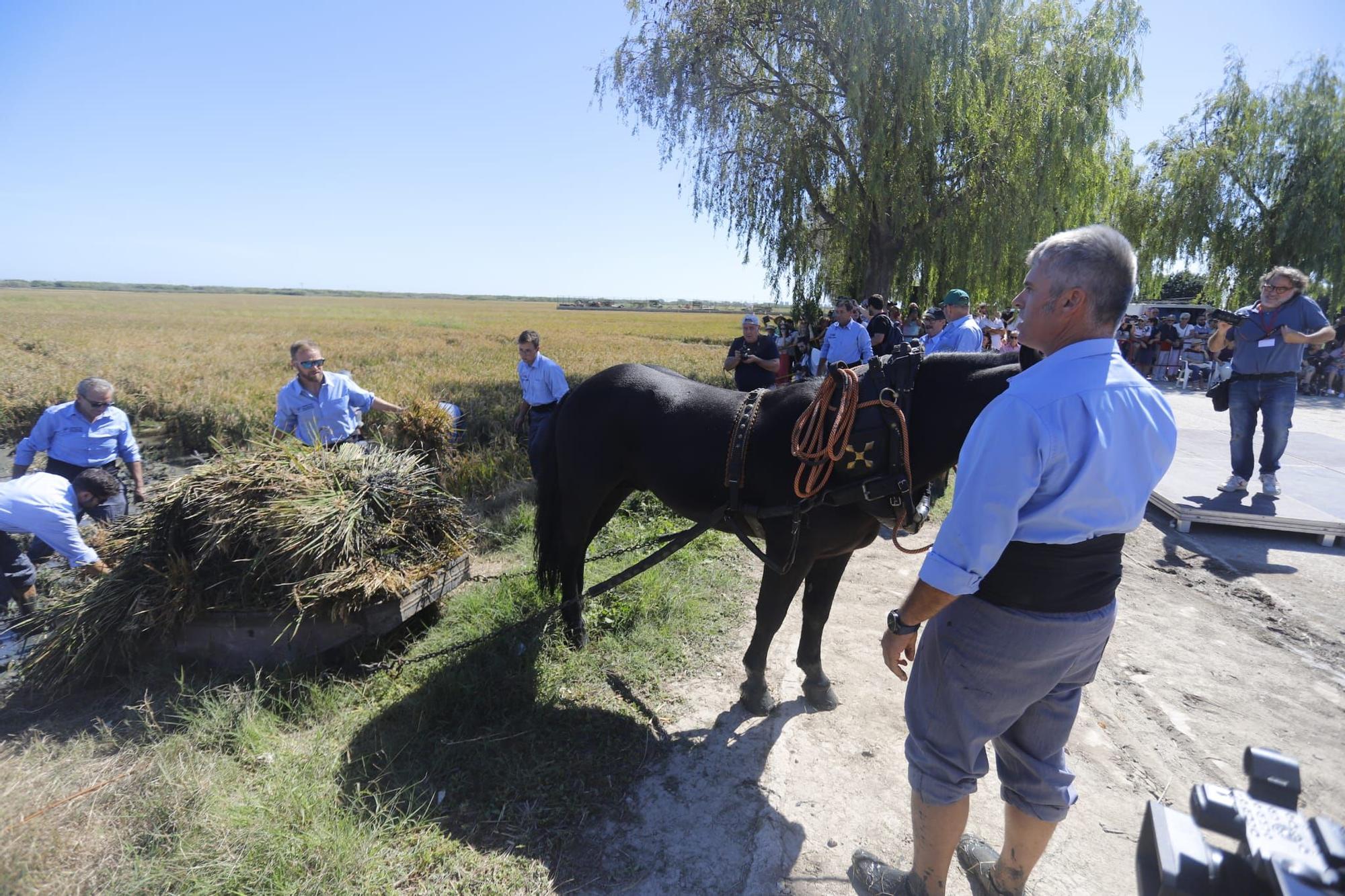 Catarroja celebra la X Fiesta de la Siega del Arroz