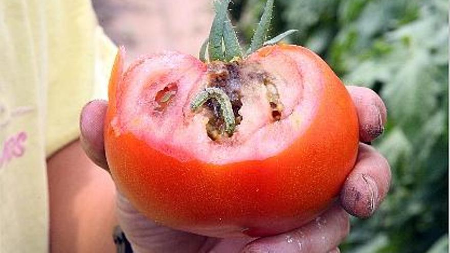 Un tomate afectado por la plaga de polilla americana en Valencia.