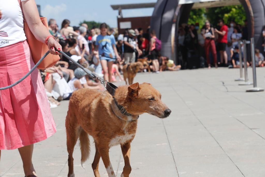 Pasarela de perros de adopción en Bioparc