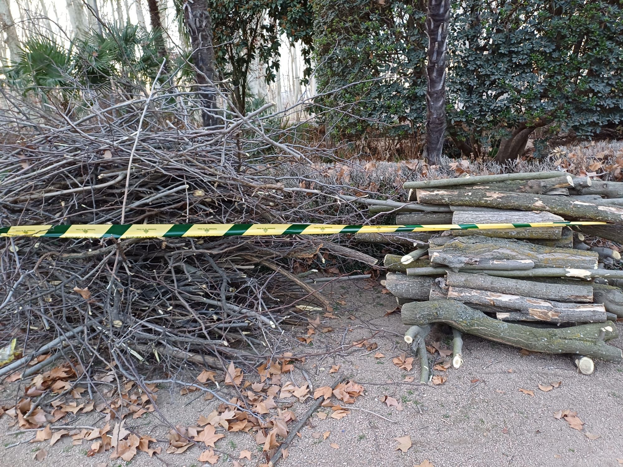 Talen divuit arbres dels jardins de la Devesa que s’havien fragmentat per dins