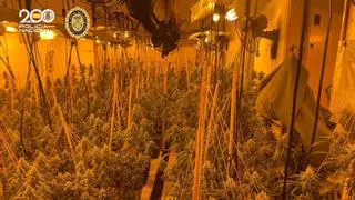 Desmantellen cultius de marihuana amb 900 plantes a Empuriabrava, Blanes i Maçanet de la Selva