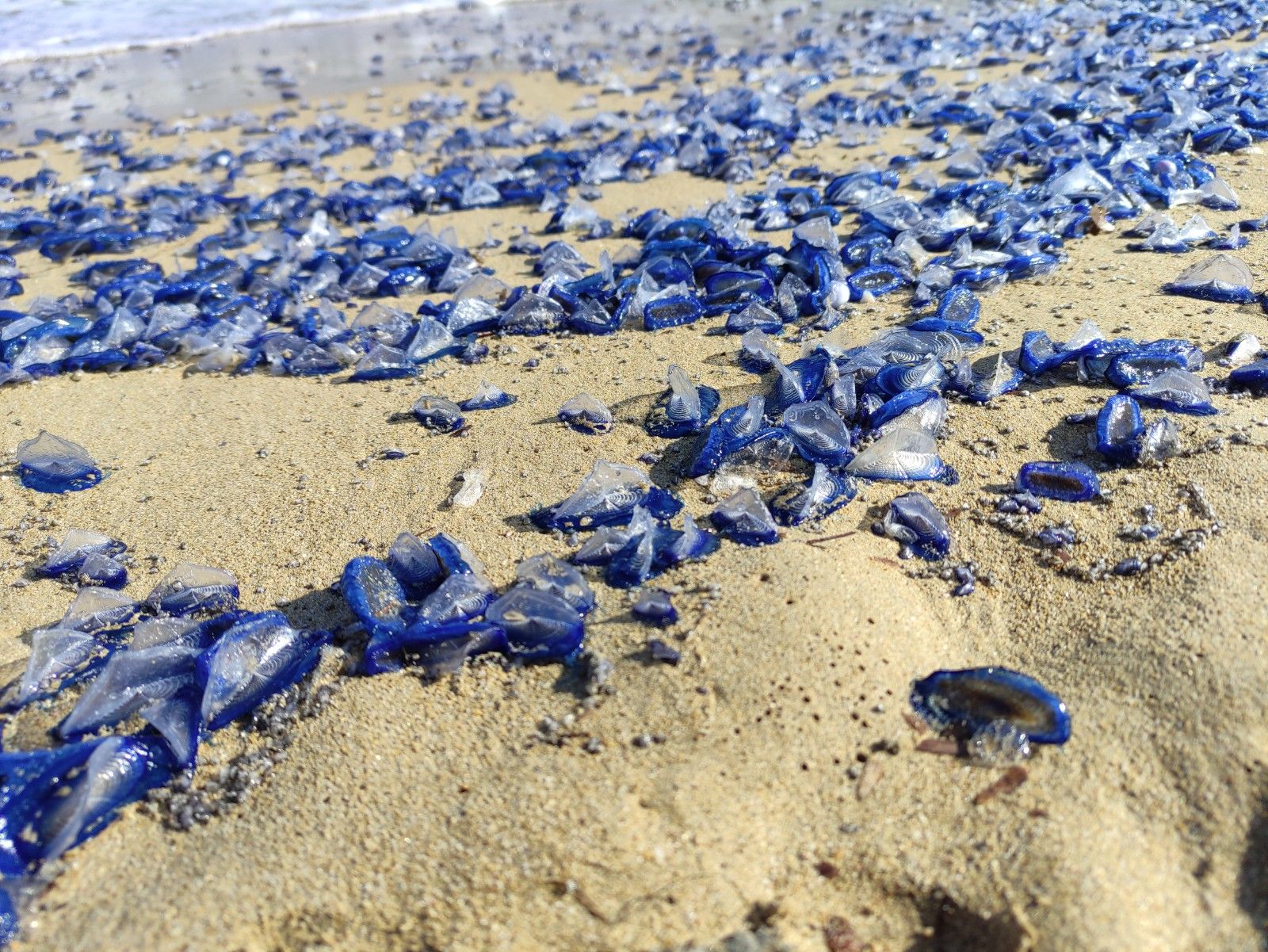 Medusas velero en Ibiza