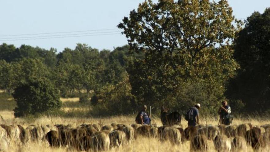 Ovejas pastando en un paraje de la comarca alistana.