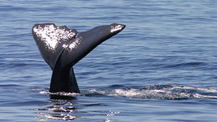 Ballena en el océano