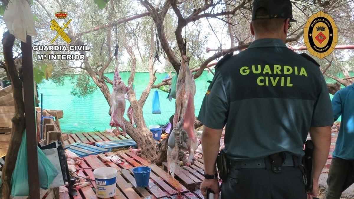 Desmantelado un matadero ilegal de ganado ovino en Constantí