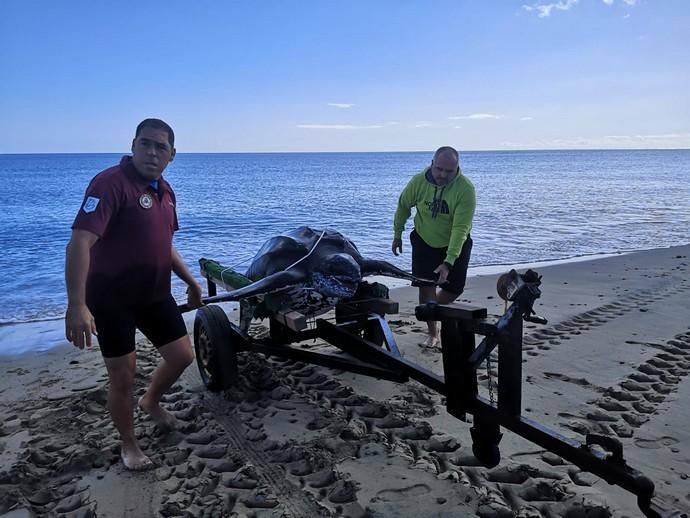 Rescate del cadáver de una tortuga laúd en Fuerteventura