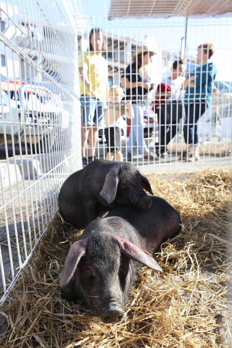 Fiestas de San Isidro en Sant Josep