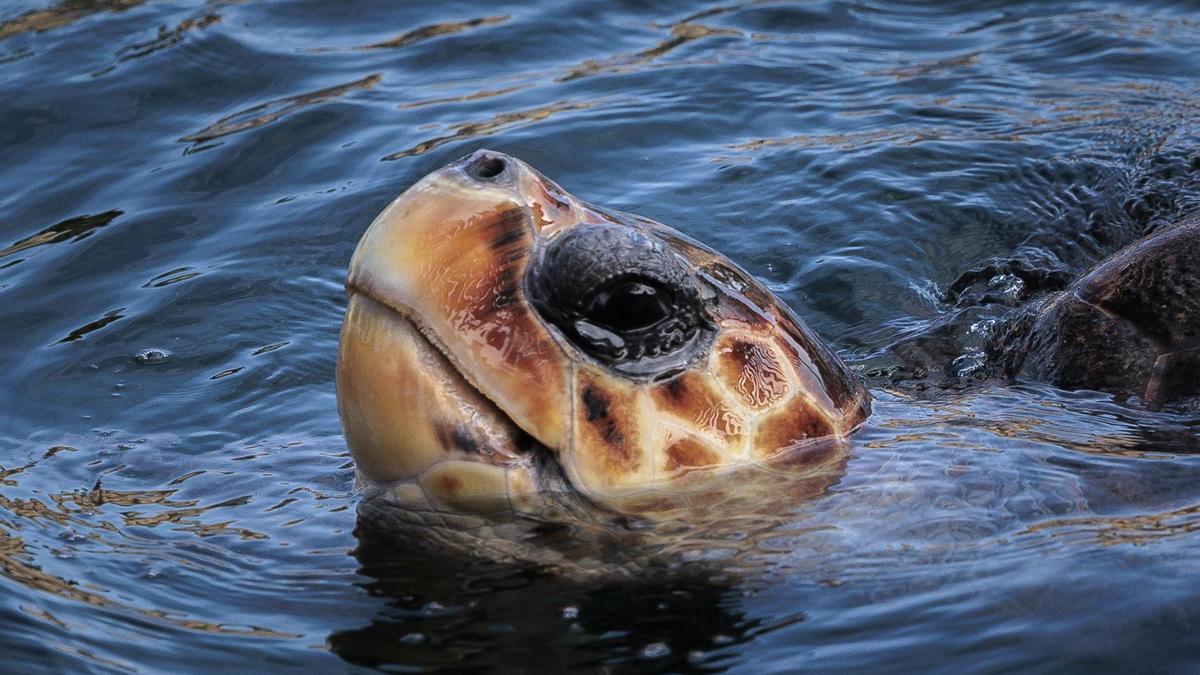 Las tortugas también 'hablan', descubren los científicos