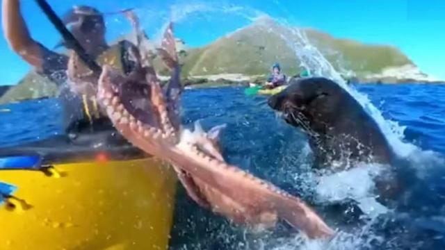 La bofetada de una foca con un pulpo en la boca a un piragüista | Vídeo