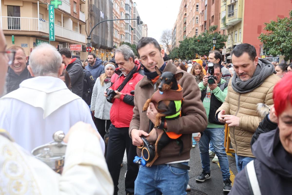 Bendición de animales por Sant Antoni en la calle Sagunt de València