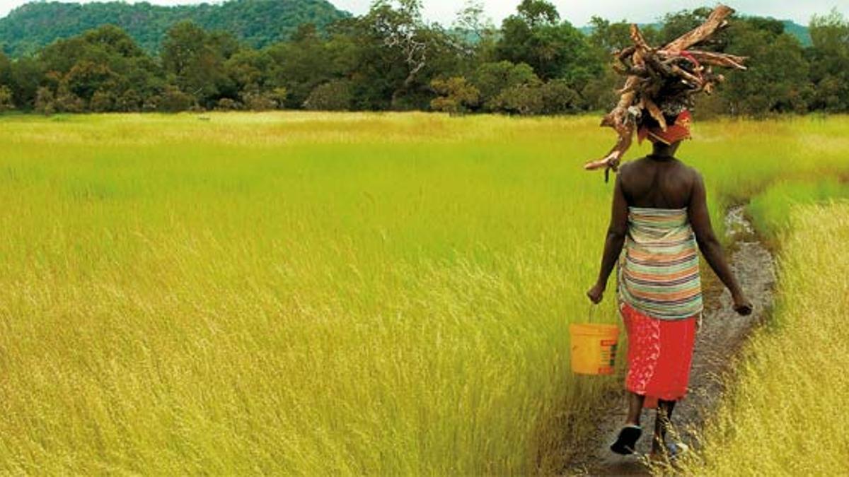 Verde paisaje de Senegal.