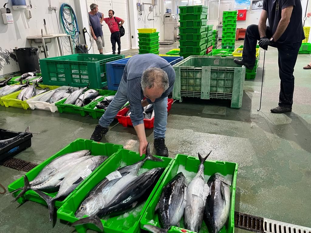 Casa Poli, de Puertas de Vidiago, se lleva el primer bonito de la costera de Llanes, a catorce euros el kilo