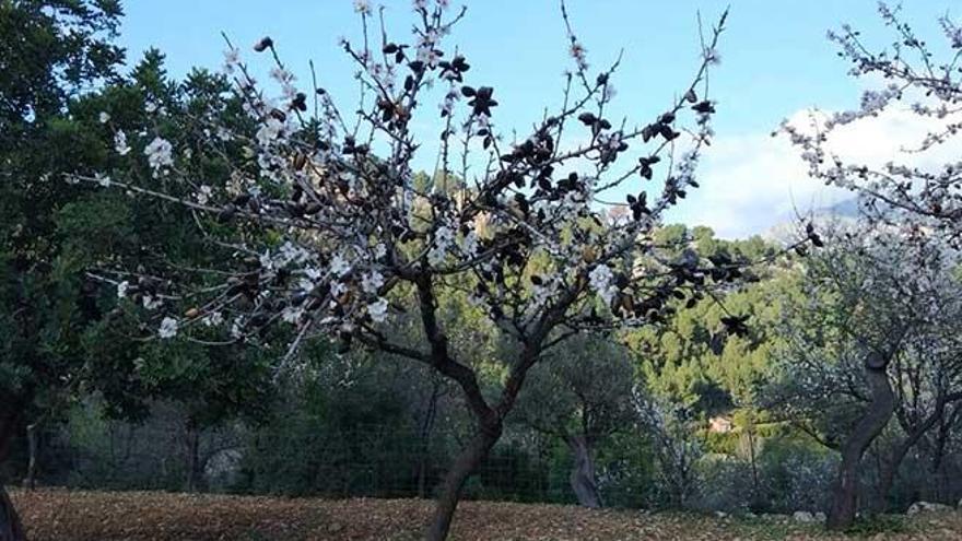 La Xylella obliga a renunciar a la siembra de la principal variedad local de almendro