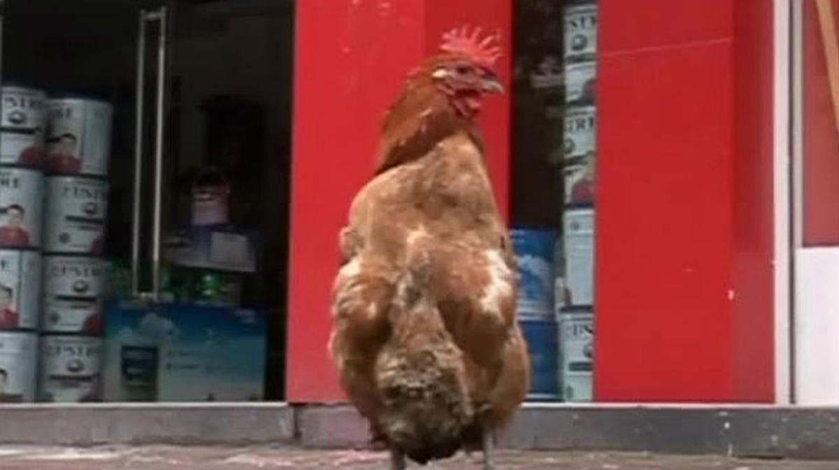 El gall que camina com un pingüí.