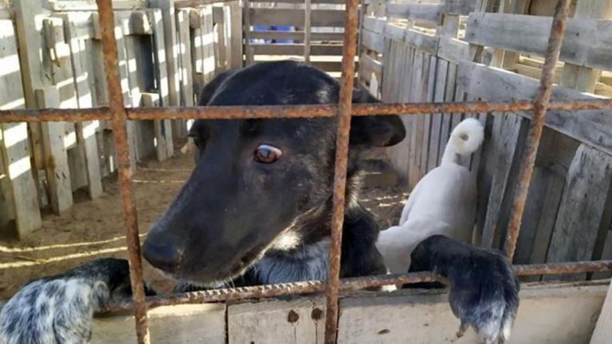 Imagenes difundidas por Ademal sobre un caso de maltrato de perros en Tinajo