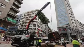 Oviedo estrena carbayón de 60 años y doce metros de alto en pleno centro: así fue la espectacular plantación del ejemplar