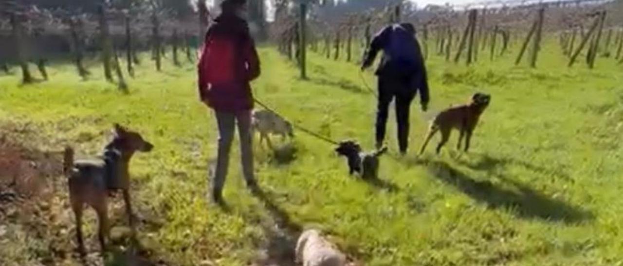 Un momento del paseo con los canes del Refugio de Cambados que preside Olga Costa.   | // FDV