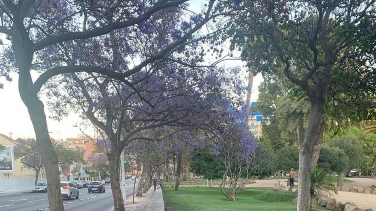 Jacarandas en Santa Cruz.