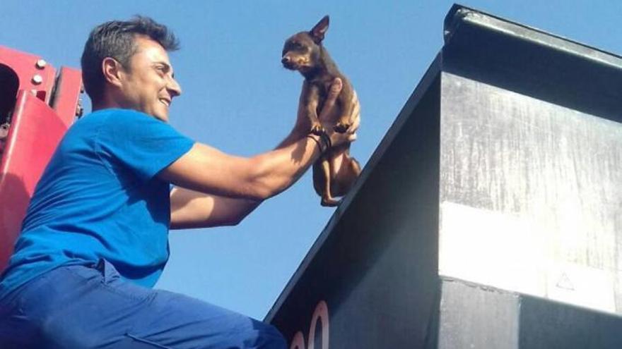 Staatsanwaltschaft ermittelt gegen Mann, der seinen Hund wegwarf