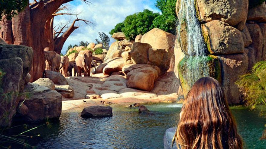 BIOPARC Valencia lanza la promoción &quot;Navidad Salvaje&quot;