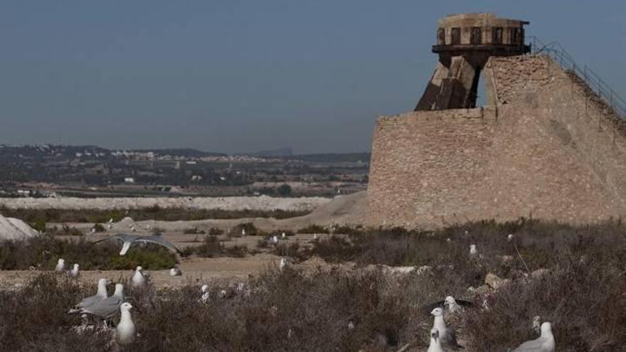 Alertan de que el plan del centro comercial amenaza a la segunda mayor colonia de gaviota Audouin