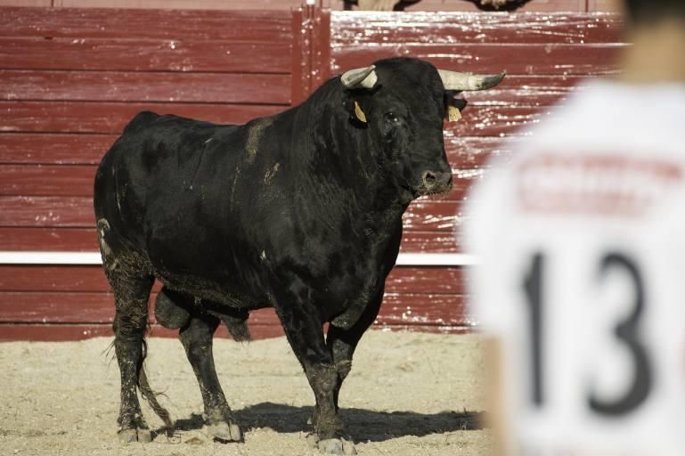 Concurso de cortes en la Plaza de Toros de Benaven