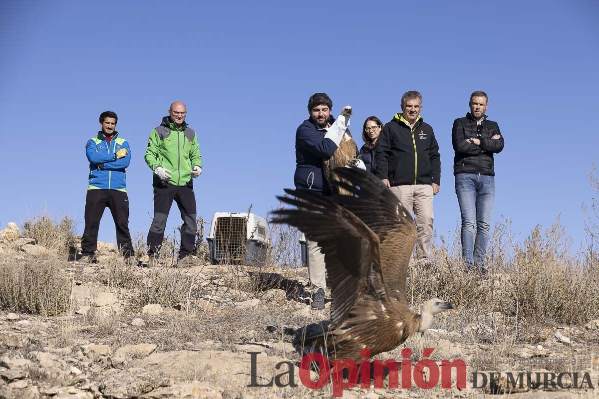 Suelta de dos buitres leonados en la Sierra de Mojantes en Caravaca