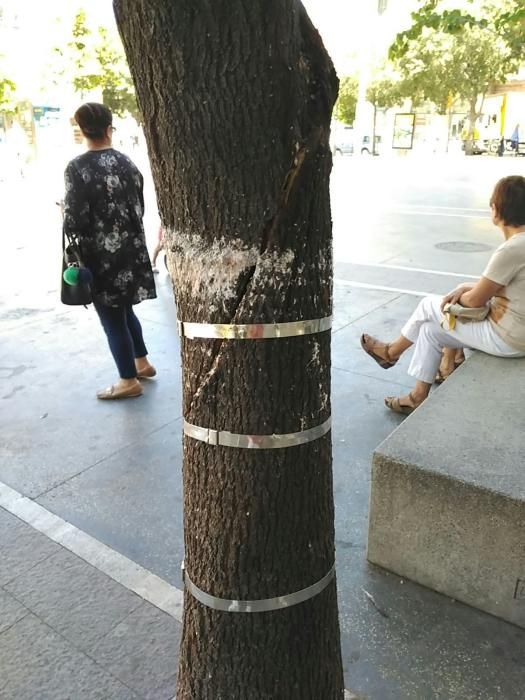 Les 'ferides' de l'arbre atropellat a Manresa