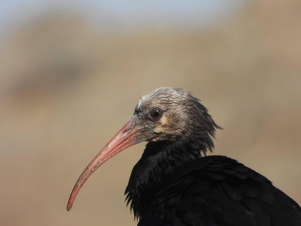 Ibis eremita.