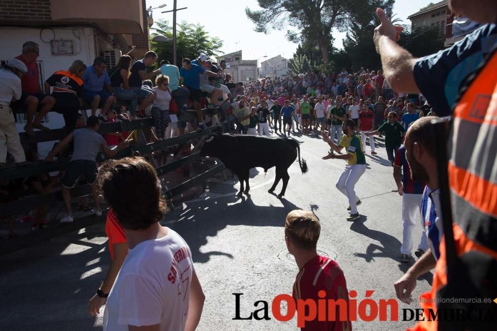 Primer encierro de Calasparra