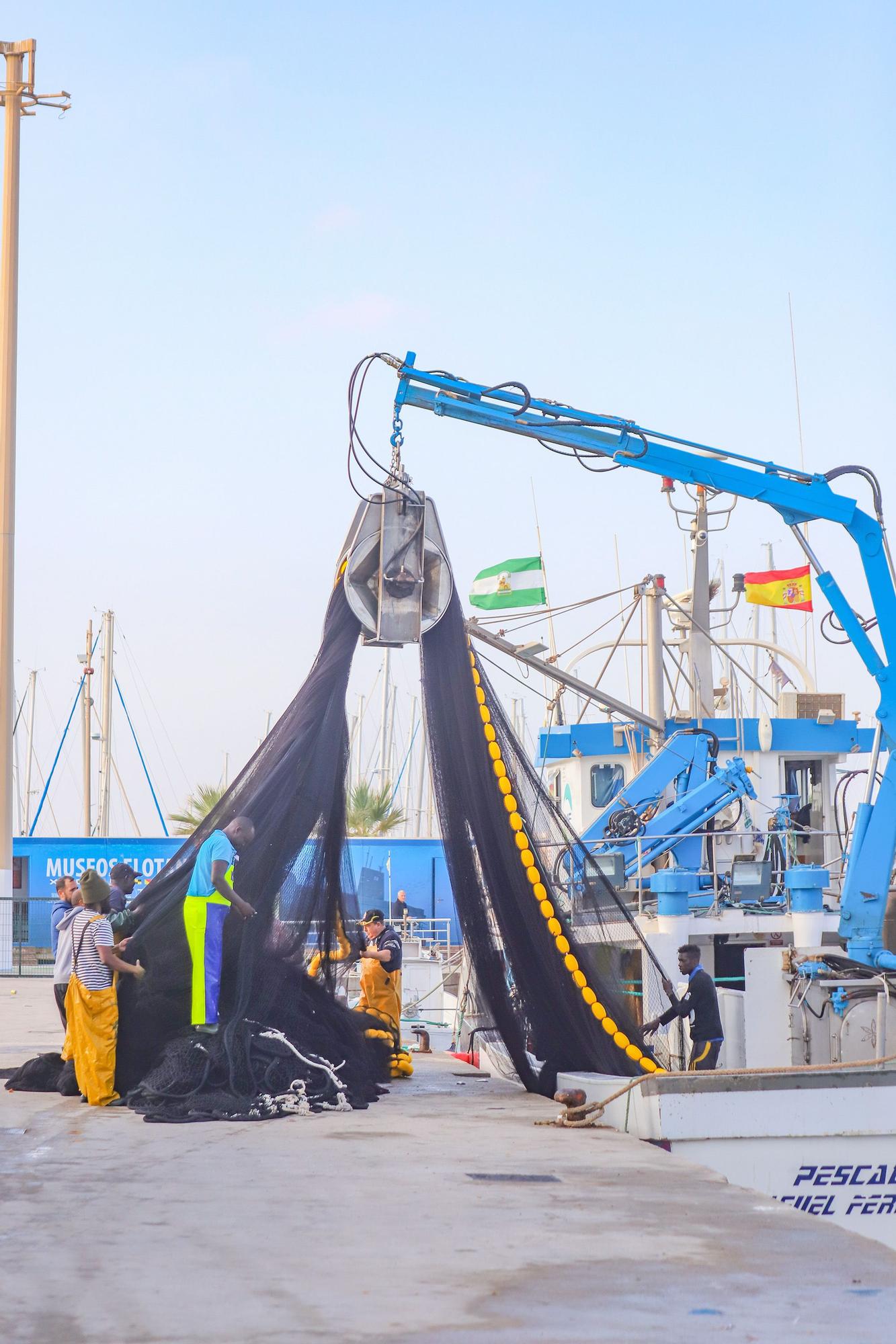 La subasta de la nueva lonja pesquera de Torrevieja se estrena con la venta de 13.000 kilos de boquerón y sardina