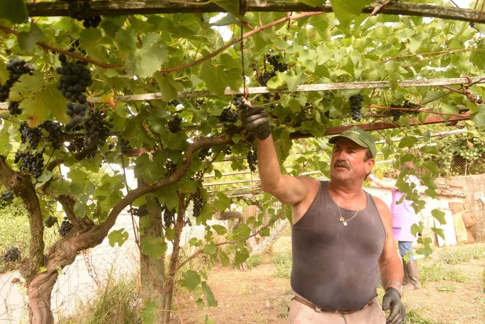 Arranca la vendimia en Pazo Baión