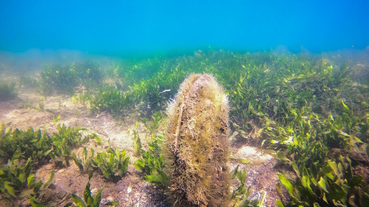 Ejemplar de nacra encontrado vivo en el Mar Menor en junio de 2020