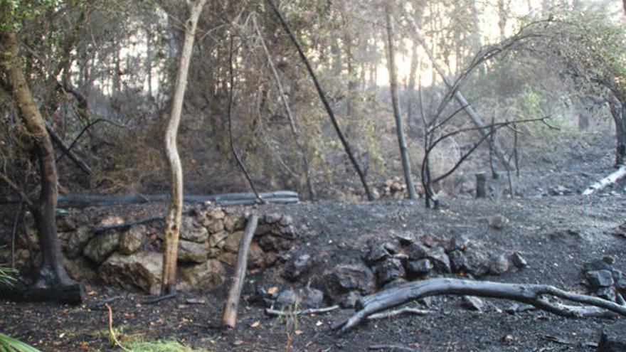 Zona afectada por el incendio de mayo en el municipio de Pego.