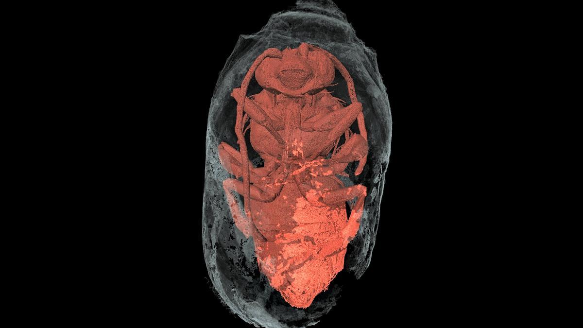 Descubren cientos de abejas momificadas de hace 3.000 años