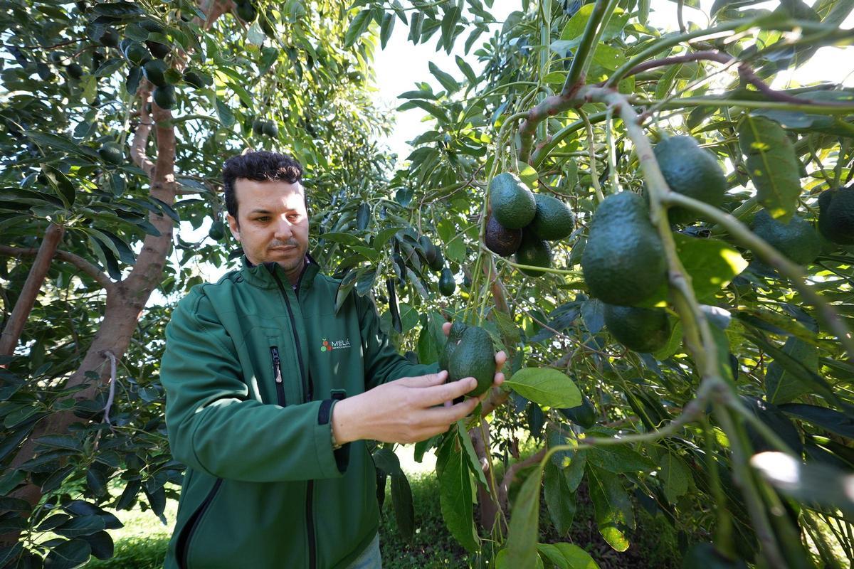 Alejandro Meliá en su finca de aguacates de Castelló.
